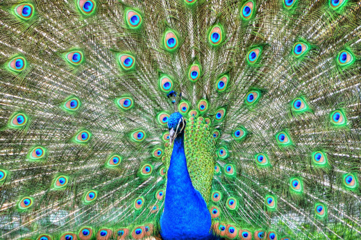 795814 (a): :1920x1275